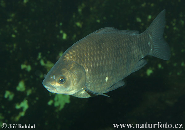 Carassius auratus gibelio