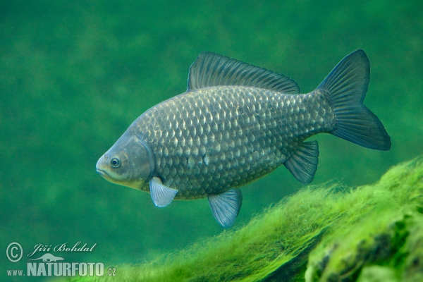 Carassius auratus gibelio