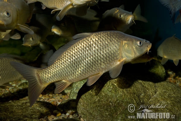 Carp (Cyprinus carpio)