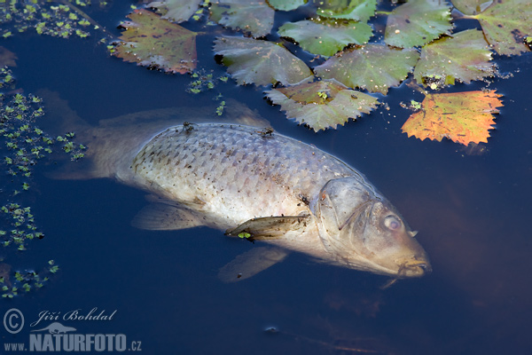 Carpa común