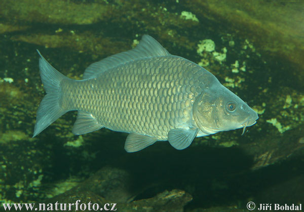 Carpa común