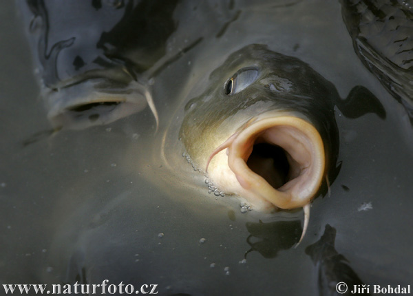 Carpa común