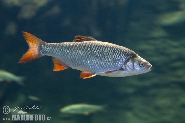 Carpa koi japonesa