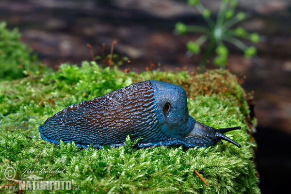 Carpathian Blue Slug (Bielzia coerulans)