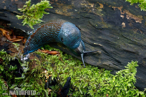 Carpathian Blue Slug (Bielzia coerulans)