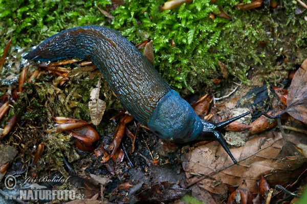 Carpathian Blue Slug (Bielzia coerulans)