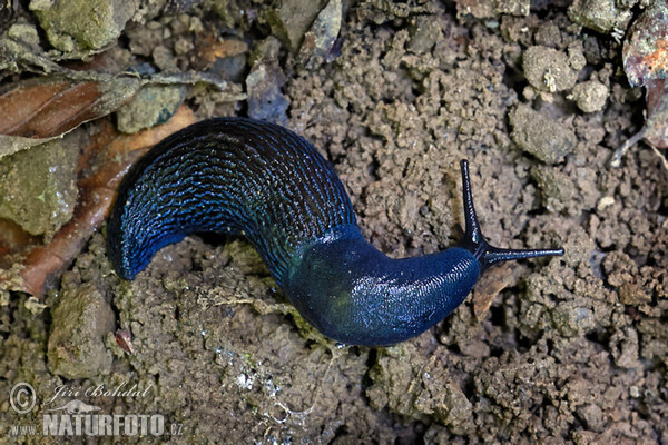 Carpathian Blue Slug (Bielzia coerulans)