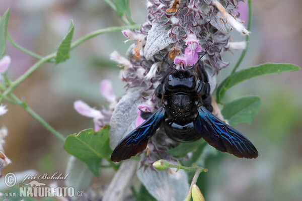 Carpenter Bee (Xylocopa violacea)