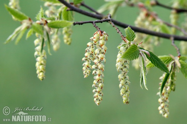 Carpinus betulus