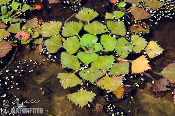 Castagna d'acqua