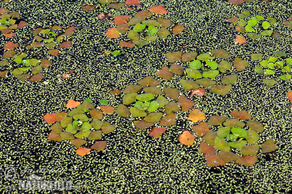 Castagna d'acqua