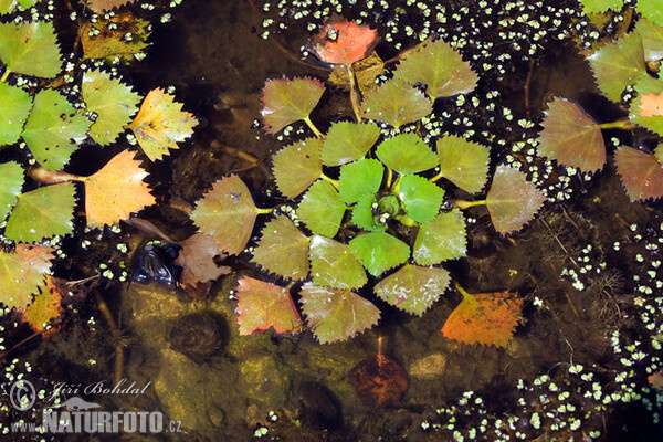 Castagna d'acqua