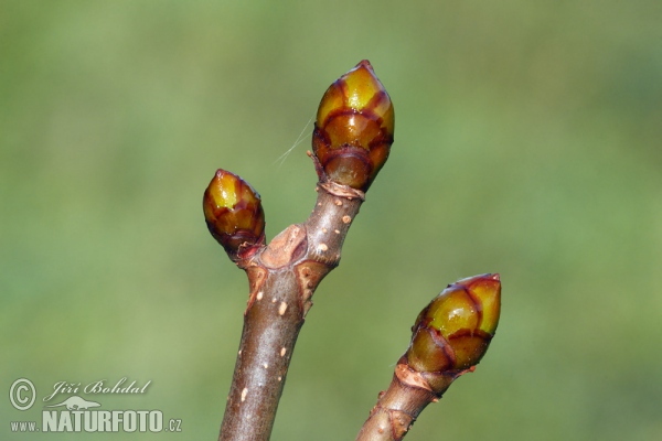 Castanheiro-da-índia