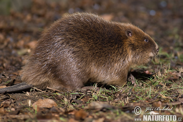 Castor europeo