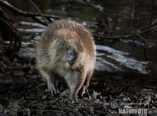 Castor europeo