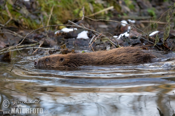 Castor europeo