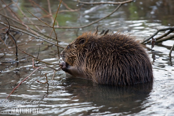 Castor europeo