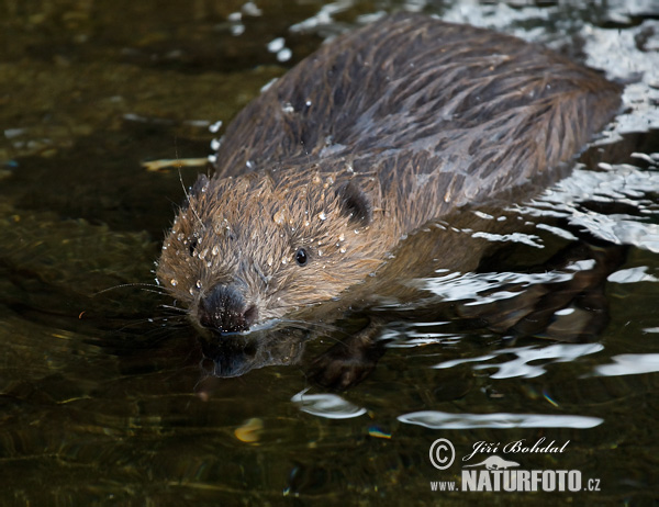 Castor europeo