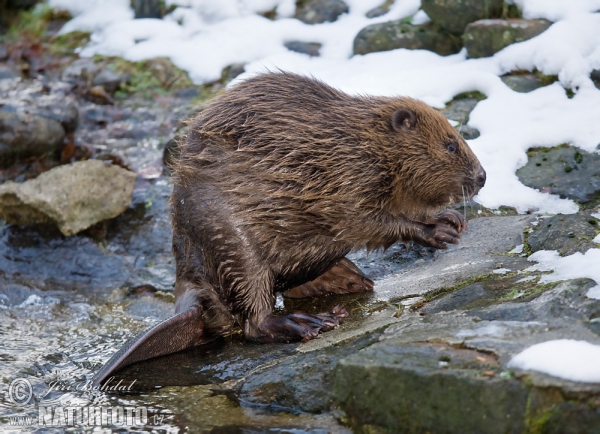 Castor europeo