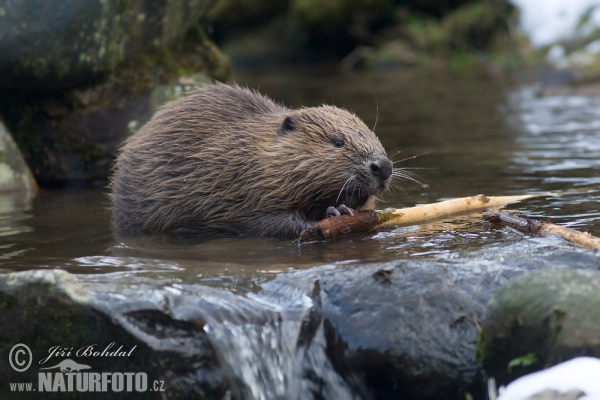 Castor europeo