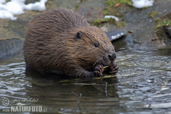 Castor europeo