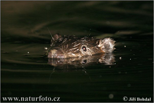 Castor europeo
