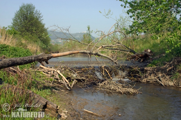 Castoro europeo