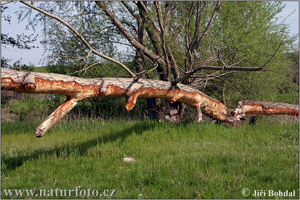 Castoro europeo