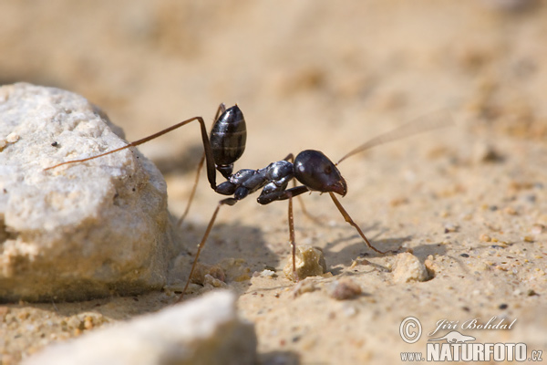 Cataglyphis sp.