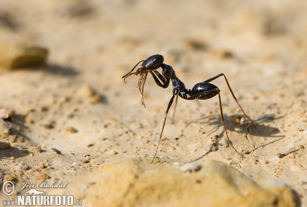 Cataglyphis sp.