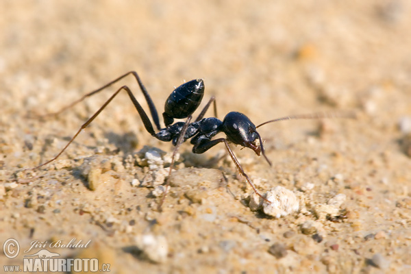 Cataglyphis sp.