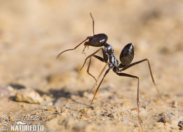 Cataglyphis sp.