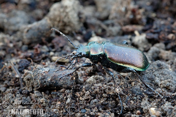 Caterpillar Hunter (Calosoma inquisitor)