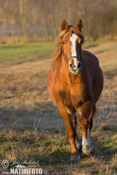 Cavallo domestico