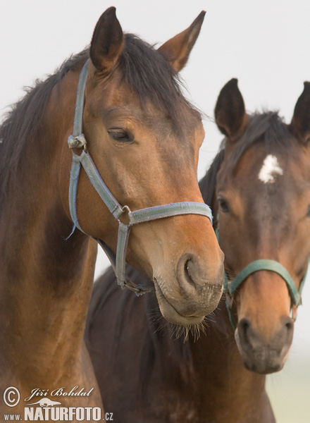 Cavallo domestico