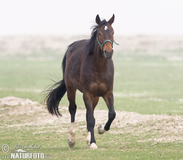 Cavallo domestico