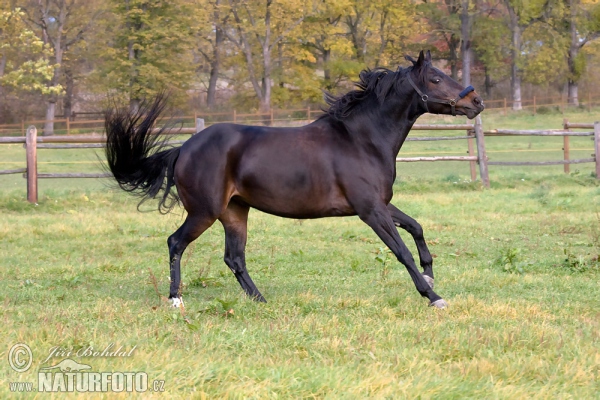 Cavallo domestico