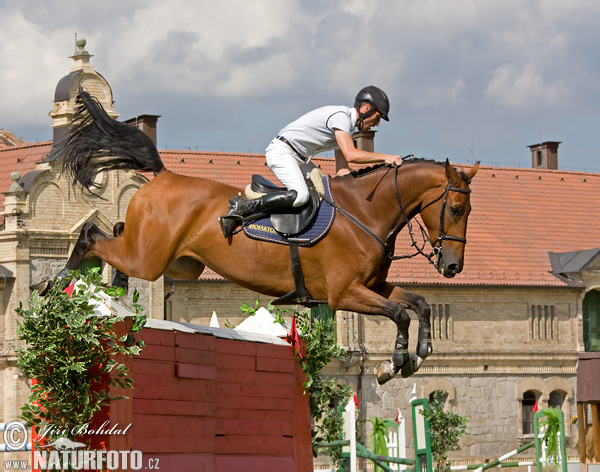 Cavallo domestico