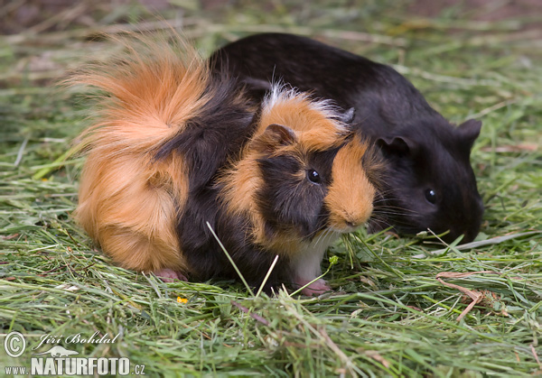 Cavia