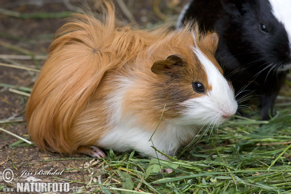 Cavia porcellus