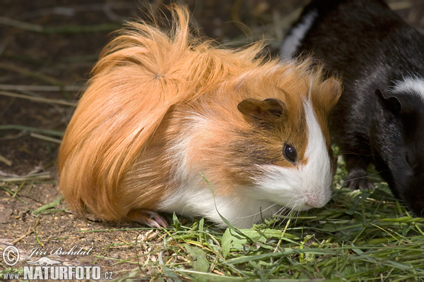 Cavia Porcellus