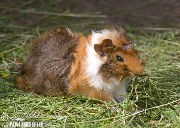 Besættelse invadere tricky Cavia Porcellus Pictures, Guinea pig Images, Nature Wildlife Photos |  NaturePhoto