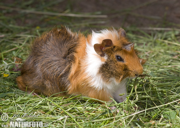 Cavia Porcellus