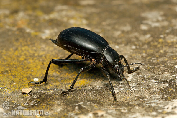 Cellar Beetle (Blaps sp.)