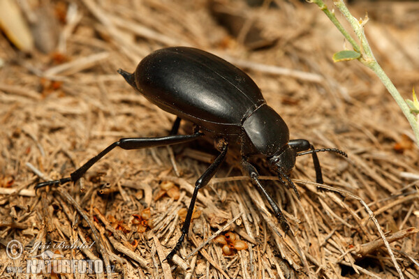 Cellar Beetle (Blaps sp.)