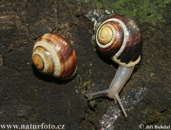 Cepaea hortensis