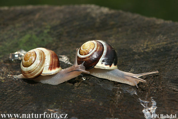 Cepaea hortensis