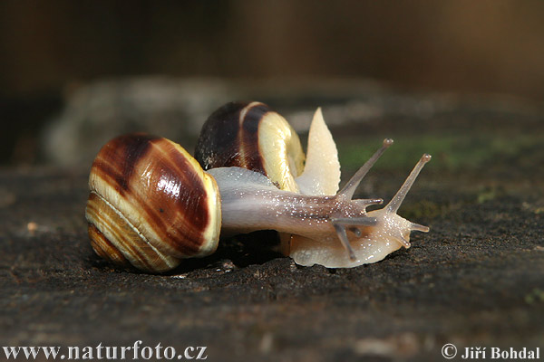 Cepaea hortensis