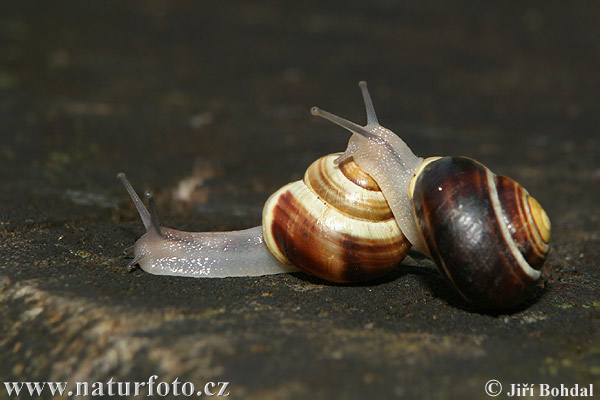 Cepaea hortensis