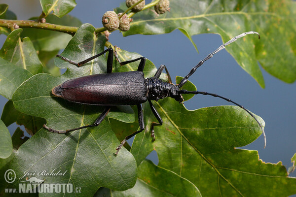 Cerambyx cerdo